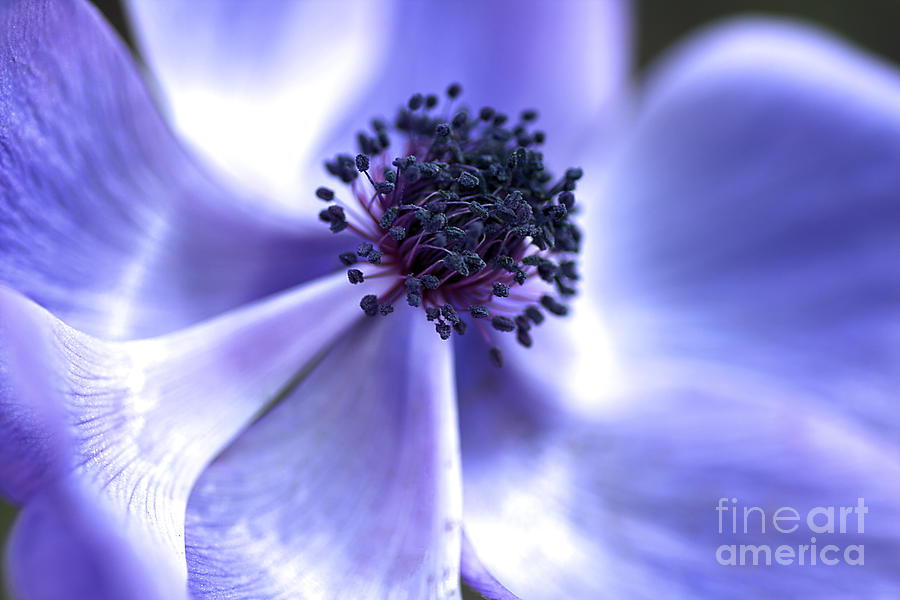 Nature Photograph - Blue Anemone by Joy Watson
