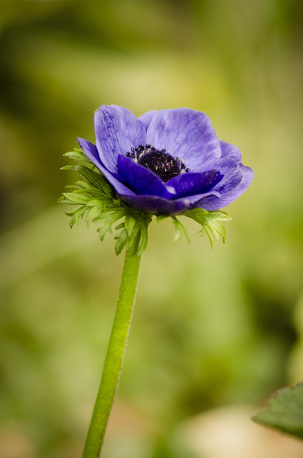 Blue Anemone Photograph by Spikey Mouse Photography