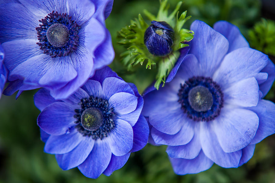 Image result for blue anemone flower