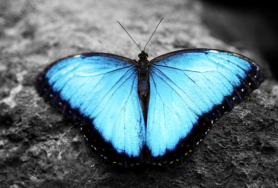 Blue angel butterfly 2 Photograph by Sumit Mehndiratta
