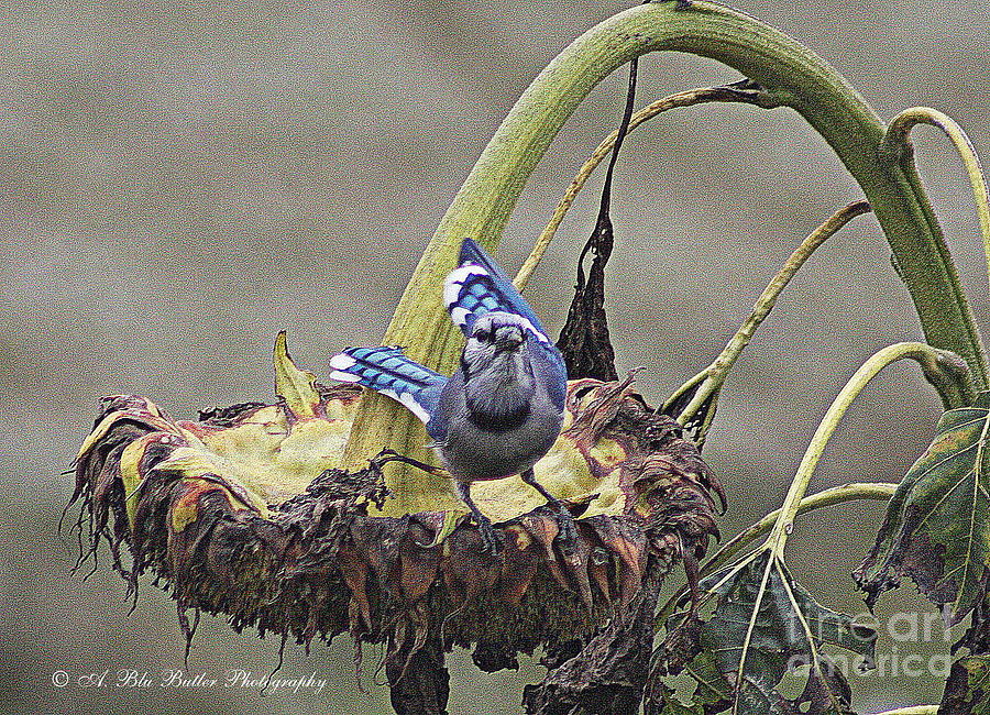 Bird Photograph - Blue by Ann Butler