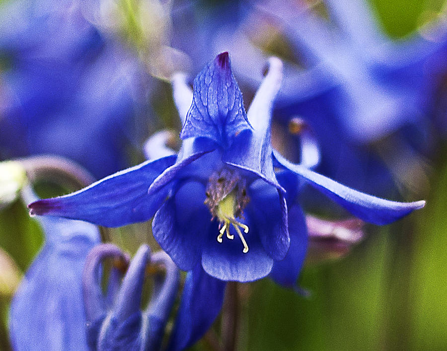 Blue Aquilegia Photograph by Ron Roberts