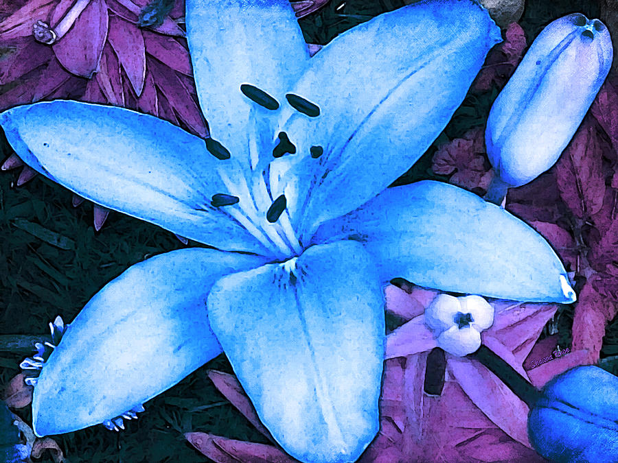 Blue Asiatic Lily Photograph by Shawna Rowe