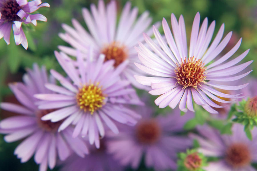 Blue Aster (aster Novii-belgii) Photograph by Maria Mosolova/science ...