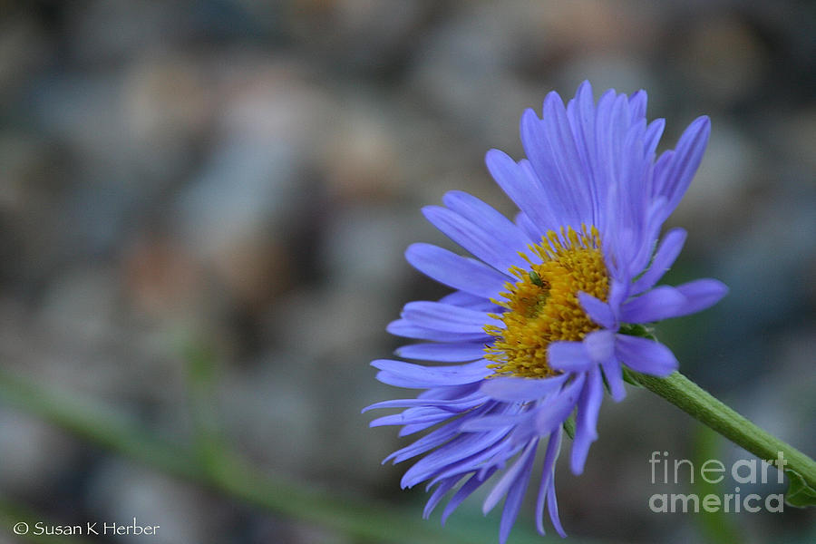 Blue Aster Photograph by Susan Herber