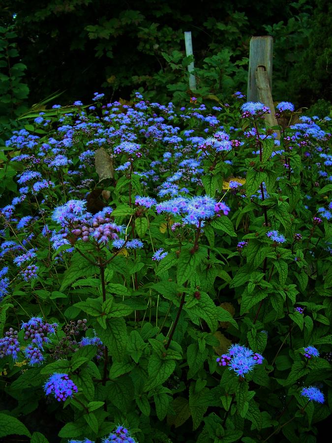 Flower Photograph - Blue Asters - Autumn    Indiana by Rory Cubel