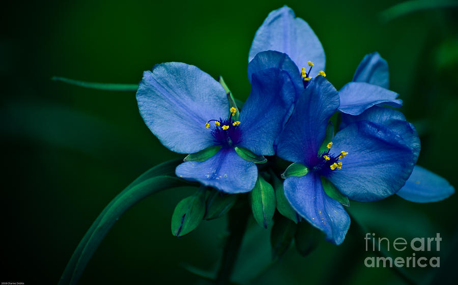 Nature Photograph - Blue Aura by Charles Dobbs