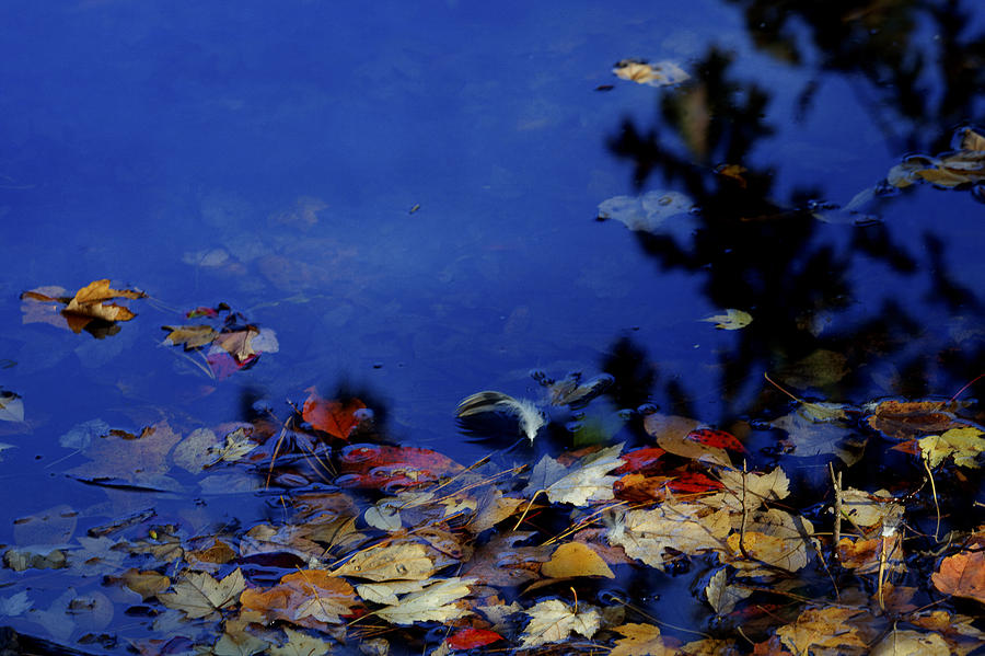 Blue Autumn Photograph by Steve Gravano