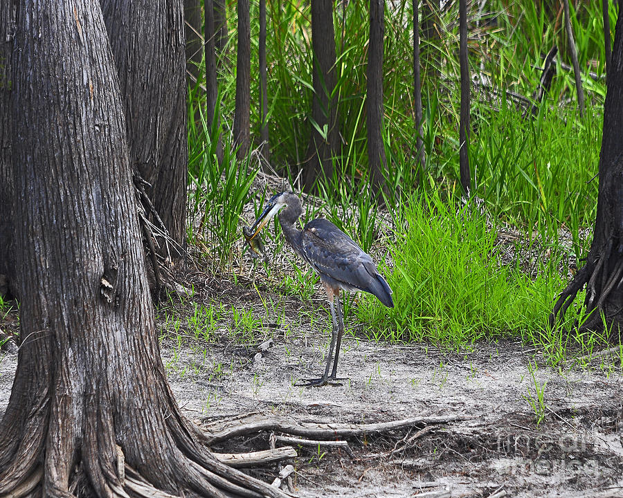 Heron Photograph - Blue Bags Bream by Al Powell Photography USA