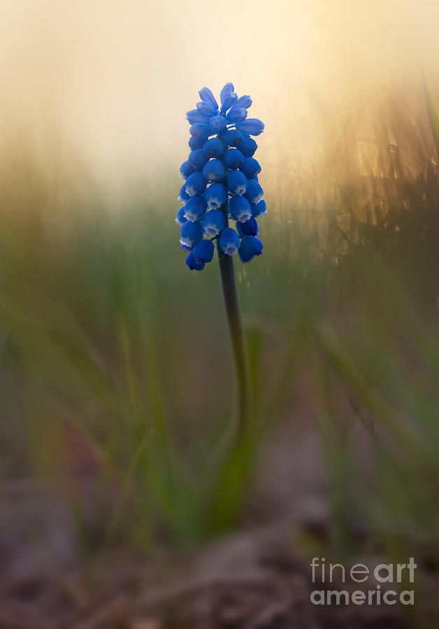 Blue ball hyacinth Photograph by Jaroslaw Blaminsky