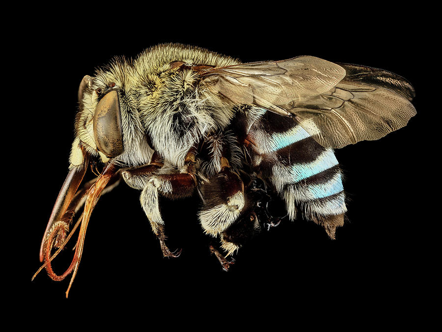 Blue Banded Bee Photograph by Us Geological Survey