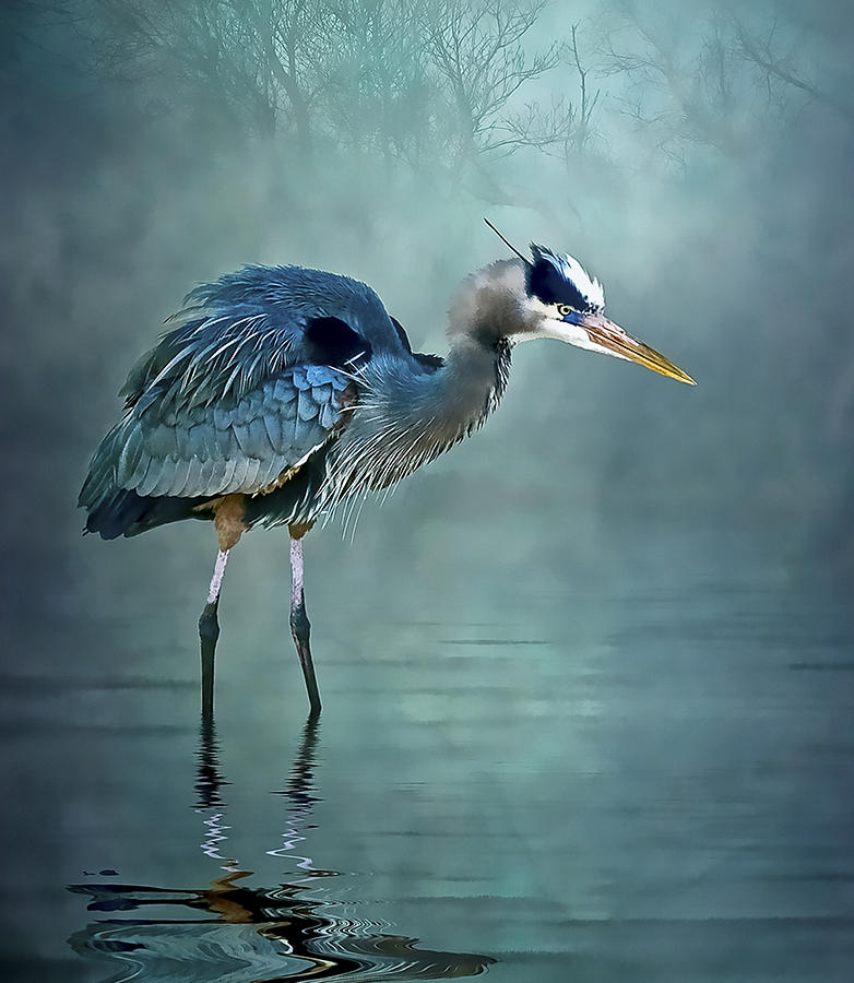 Heron Photograph - Blue Bayou by Brian Tarr