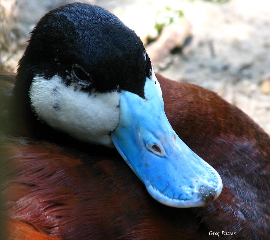 Blue Beak Photograph by Greg Patzer