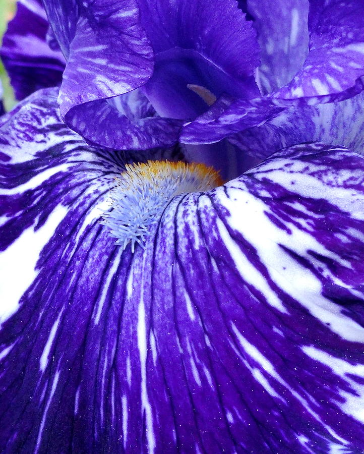 Blue Beard Iris Photograph by Mary Beth Landis
