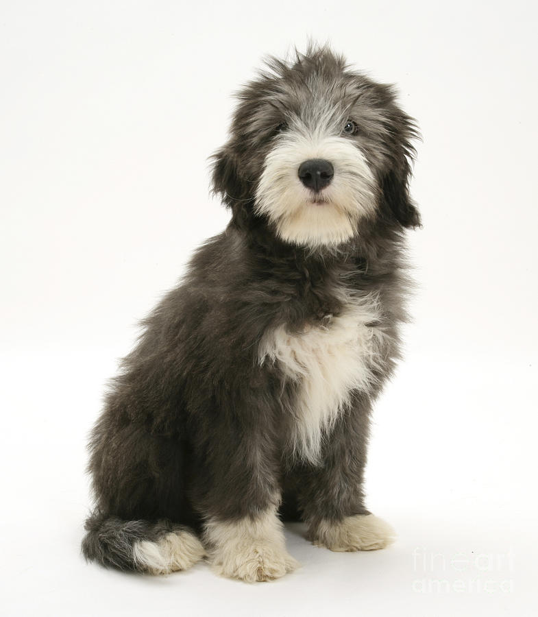 Blue Bearded Collie Pup Photograph by Mark Taylor