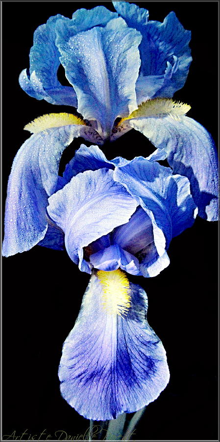 Iris Photograph - Blue Bearded rhizomatous irises 2 by Danielle  Parent