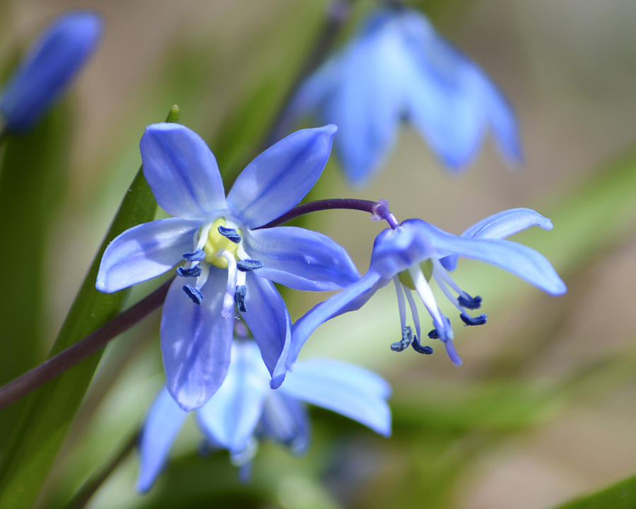 Blue Beauties Photograph by Forest Floor Photography