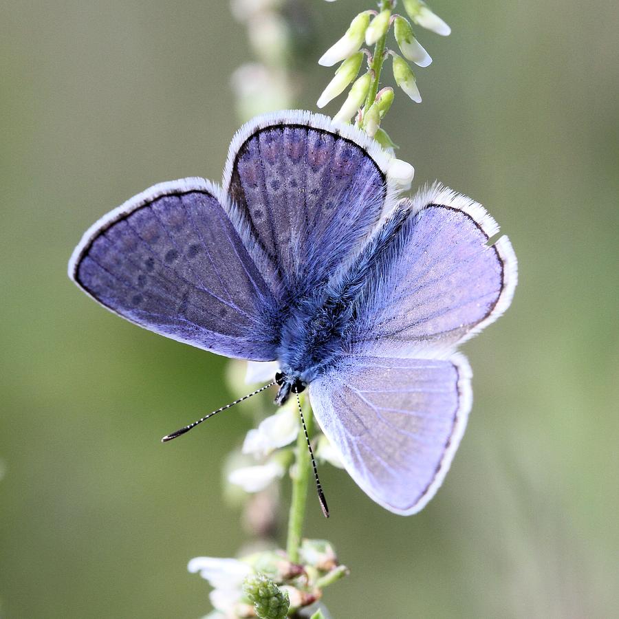 Blue Beauty Photograph by Doris Potter