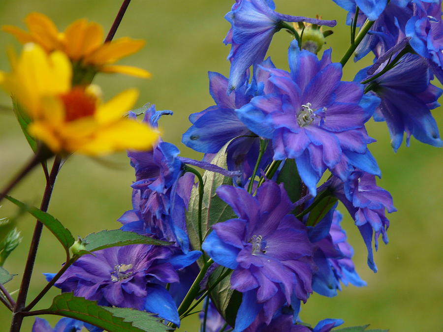 Flowers Still Life Photograph - Blue Beauty by Elizabeth Holland