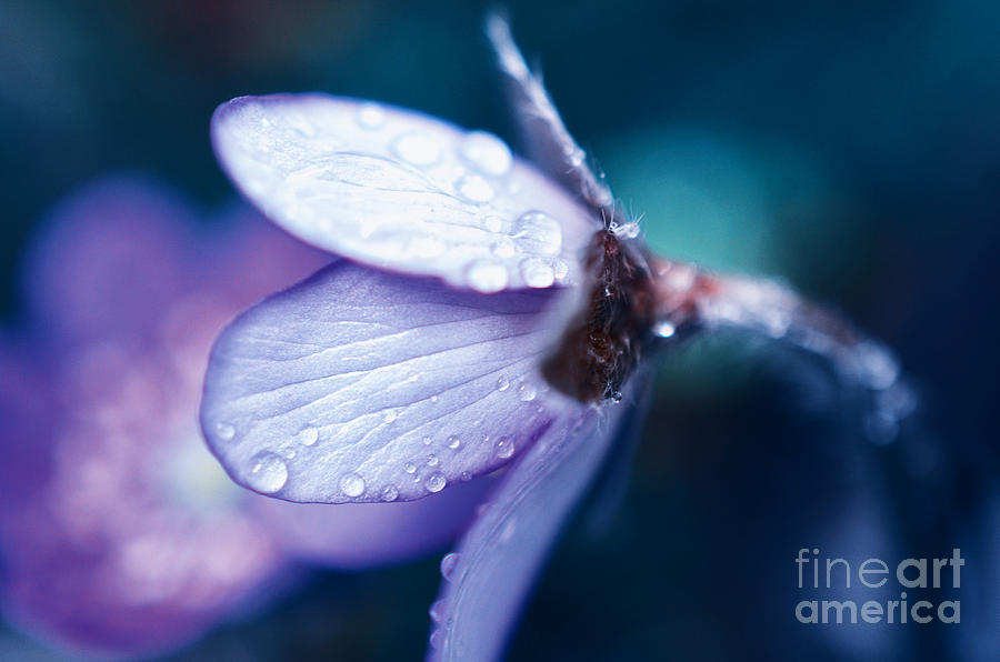 Spring Photograph - Blue Beauty in the Morning by Sabine Jacobs