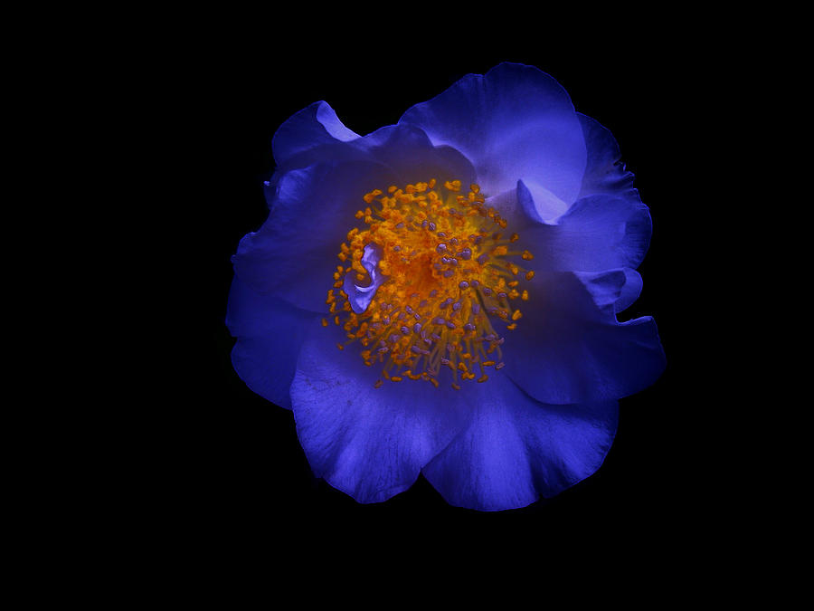 Blue Beauty Photograph by Micki Findlay