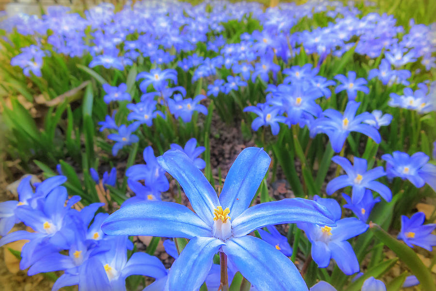 Boston Photograph - Blue Bed of Happiness by Sylvia J Zarco