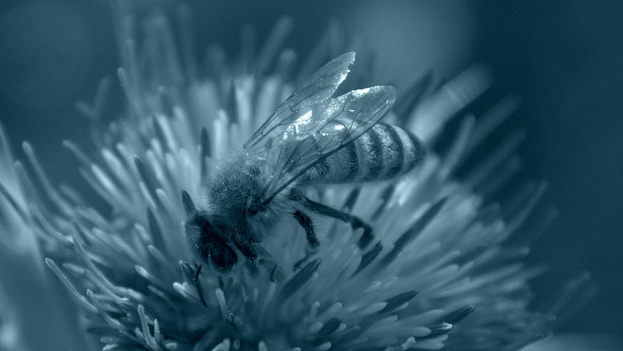 Blue Bee Photograph