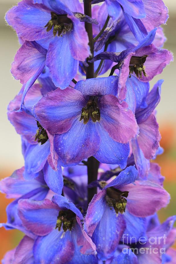 Nature Photograph - Blue Bell All Profits go to Hospice of the Calumet Area by Joanne Markiewicz