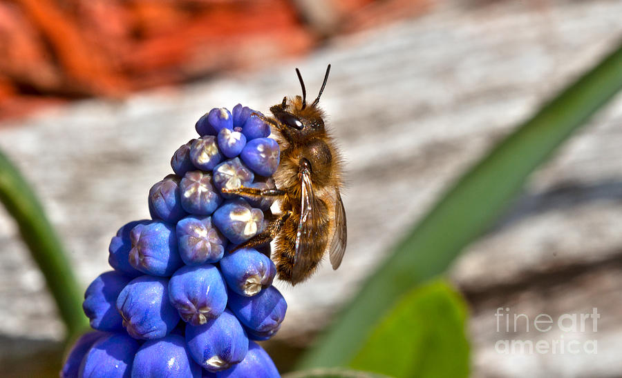 Blue Bell Bee Photograph by Crystal Harman