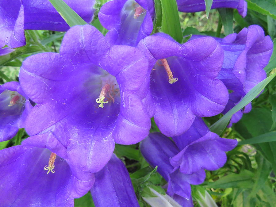 Blue Bell Flowers Photograph by Elisabeth Ann Pixels