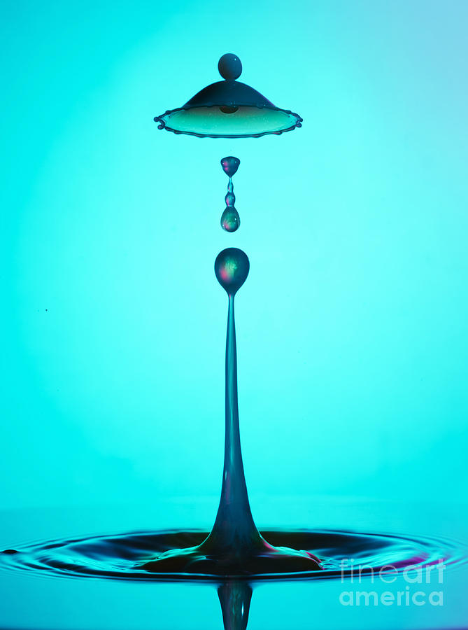 Blue Bell Photograph by Jaroslaw Blaminsky