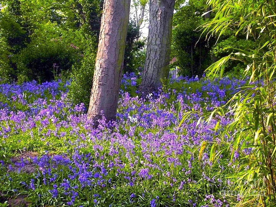 Blue bell woodland  Photograph by Joan-Violet Stretch