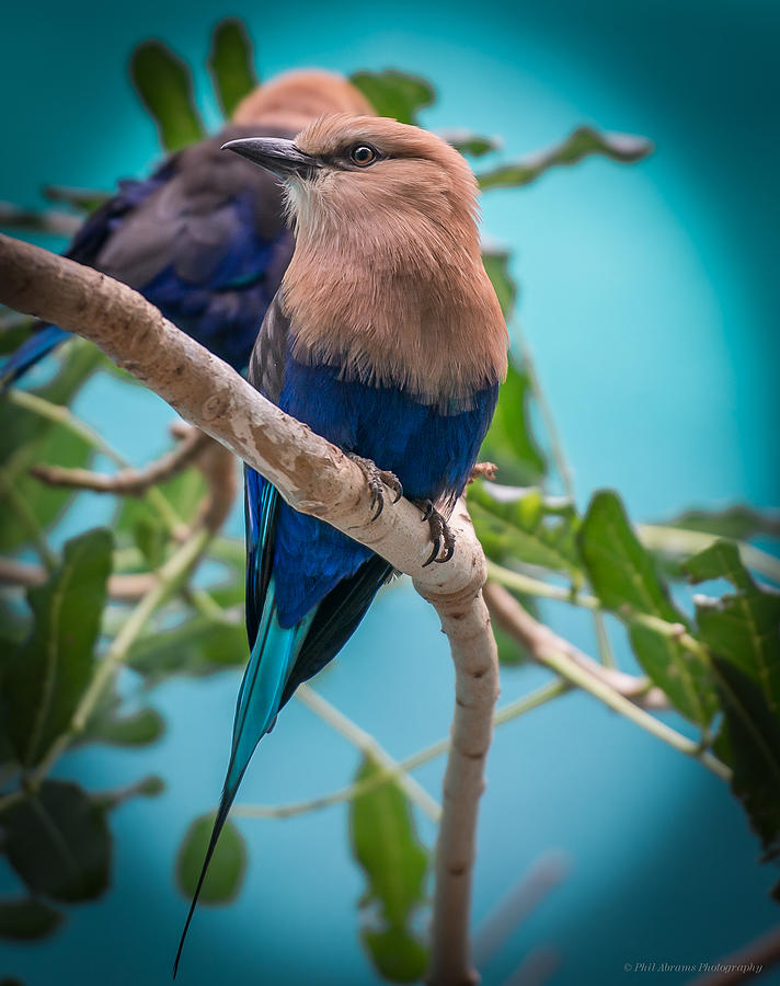 Blue Bellied Roller Bird Photograph by Phil Abrams