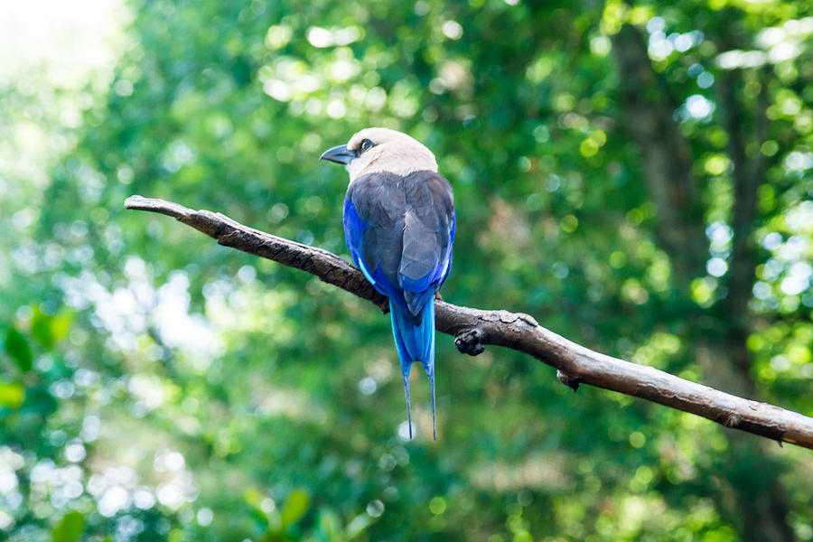 Tree Photograph - Blue Bellied Roller by Douglas Barnett