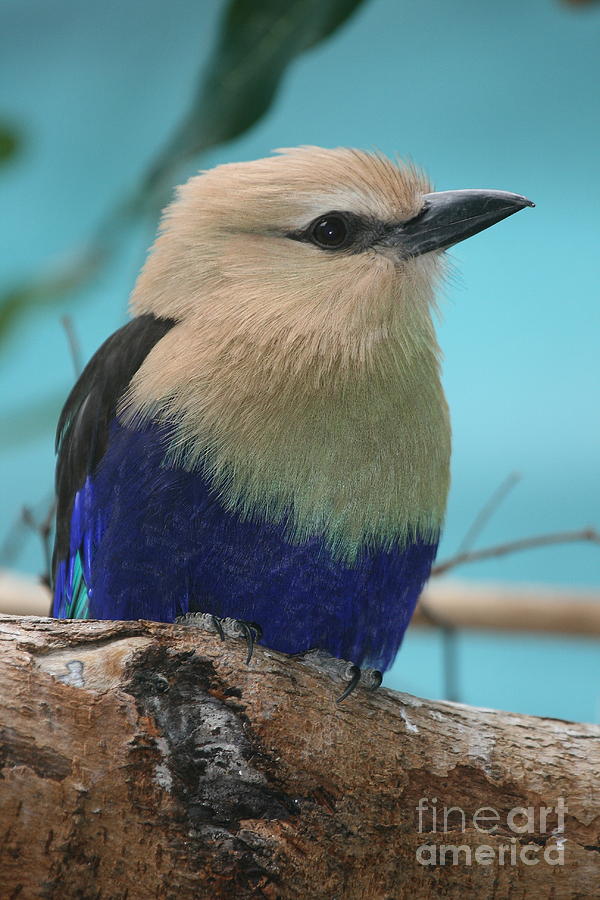 Bird Photograph - Blue-Bellied Roller by Ken Keener