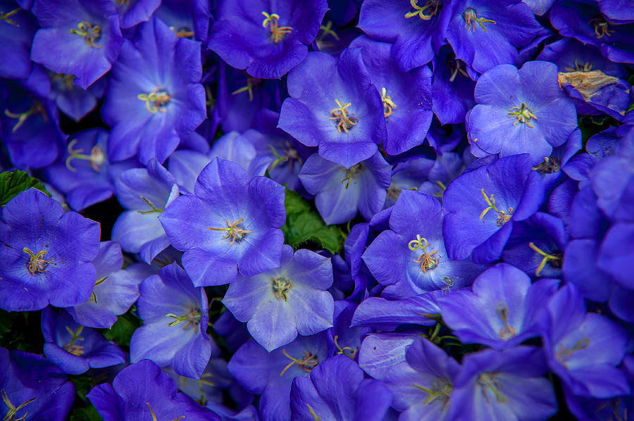 Blue Bells Carpet. Amsterdam Floral Market Photograph by Jenny Rainbow