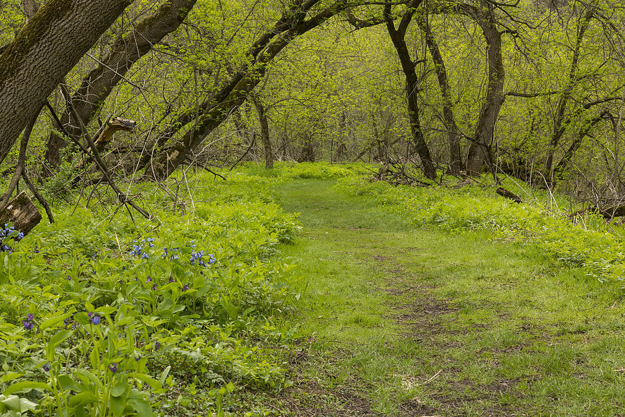 Spring Photograph - Blue Bells N Wood Scene 14 by John Brueske
