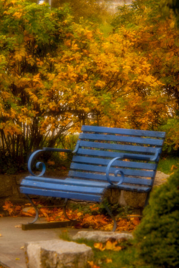 Fall Photograph - Blue Bench - Autumn - Deer Isle - Maine by David Smith