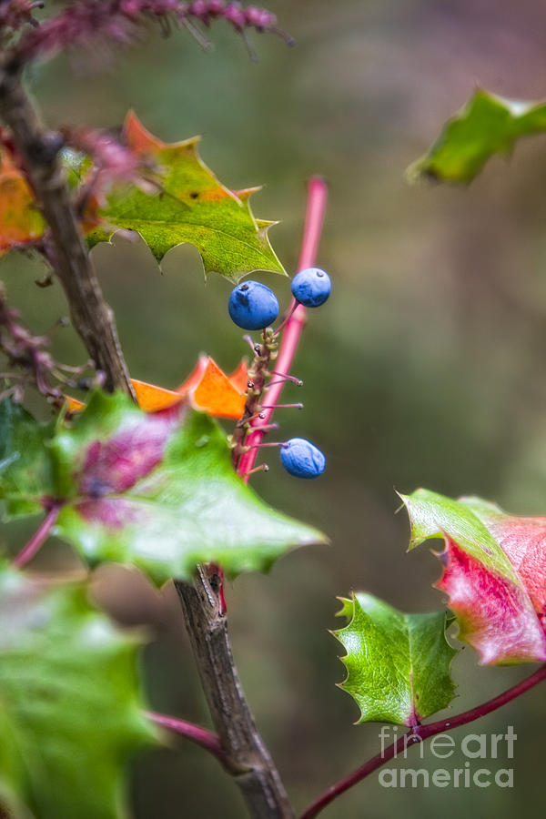 Blue Berries Photograph by Timothy Hacker