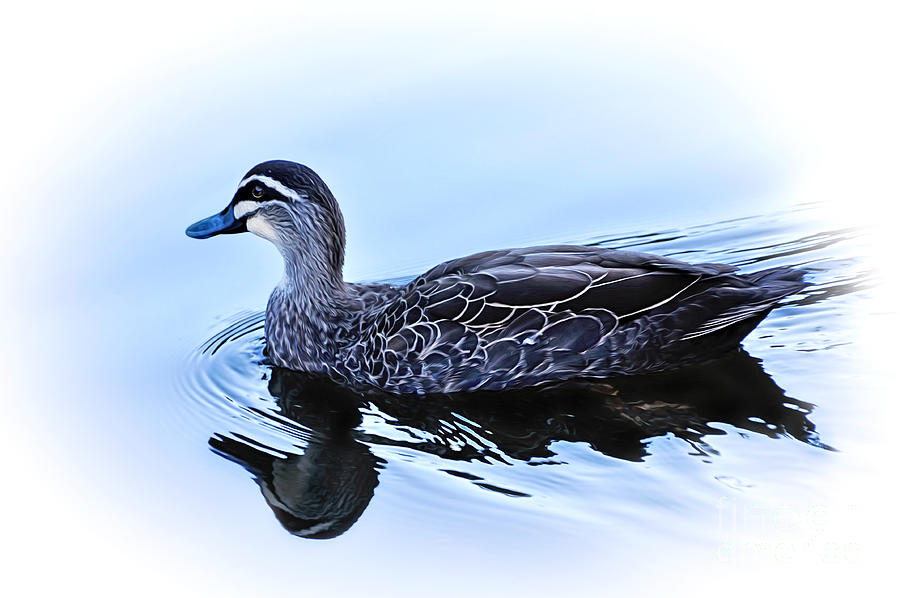 Duck Photograph - Blue Billed Duck by Kaye Menner