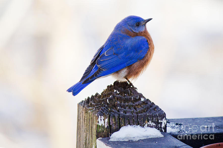 Blue Bird 1 Photograph by Sandra Clark