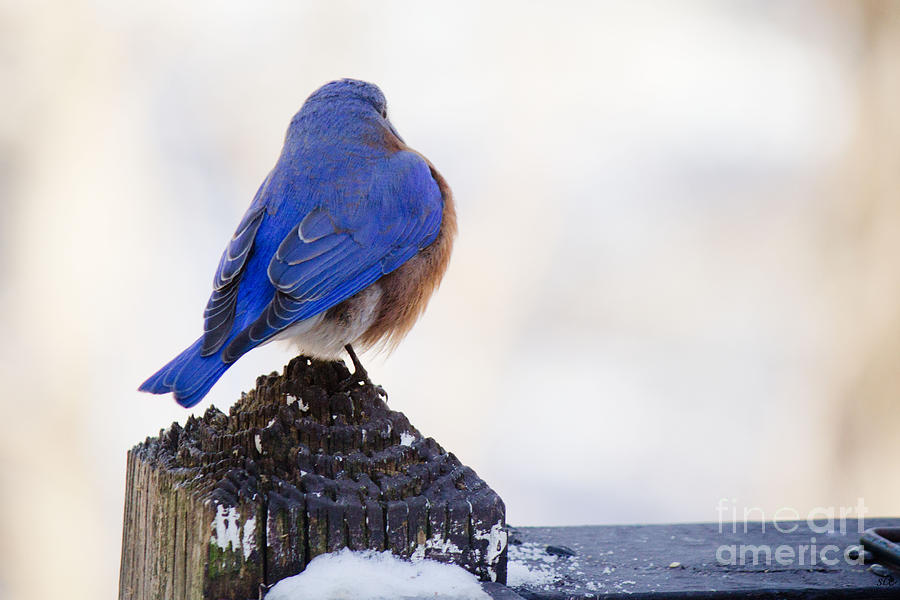 Blue Bird 2 Photograph by Sandra Clark