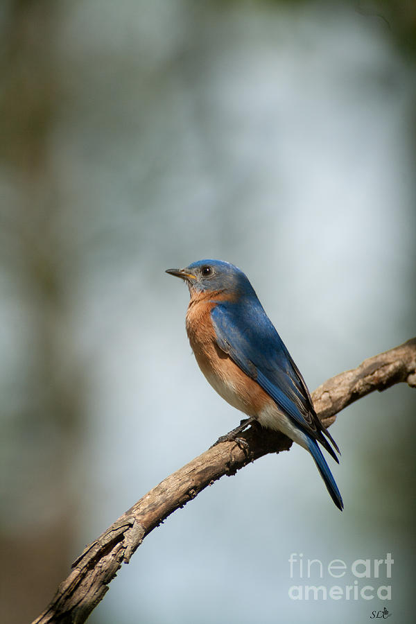 Blue Bird- 6 Photograph by Sandra Clark