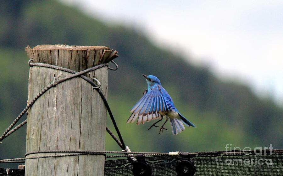 Blue Bird Photograph by Ann E Robson