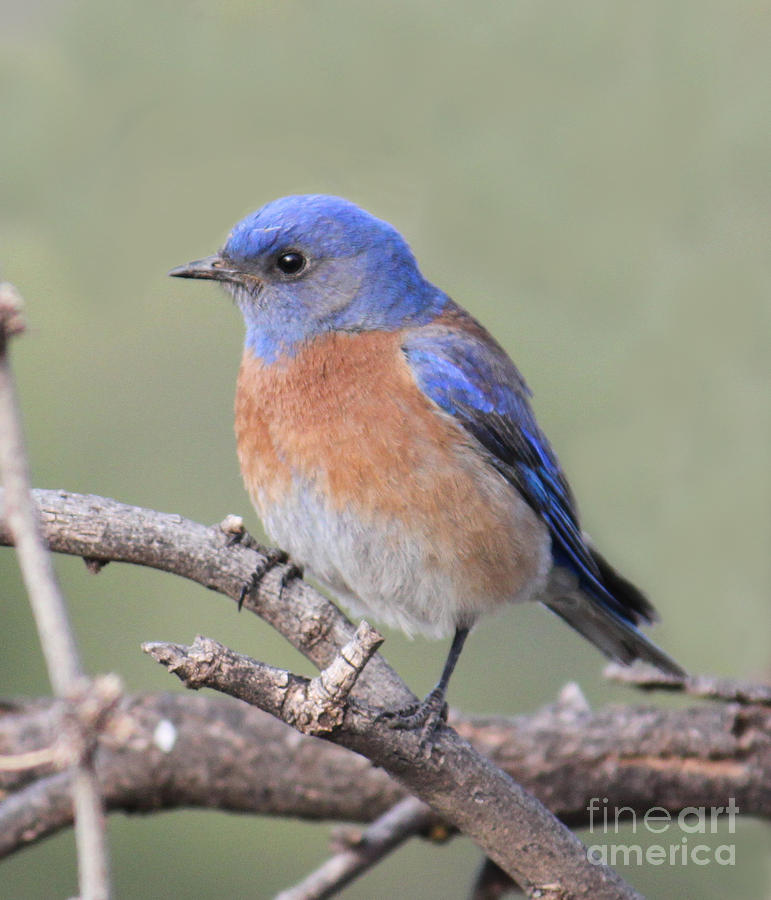 Nature Photograph - Blue Bird at Sedona by Debbie Hart