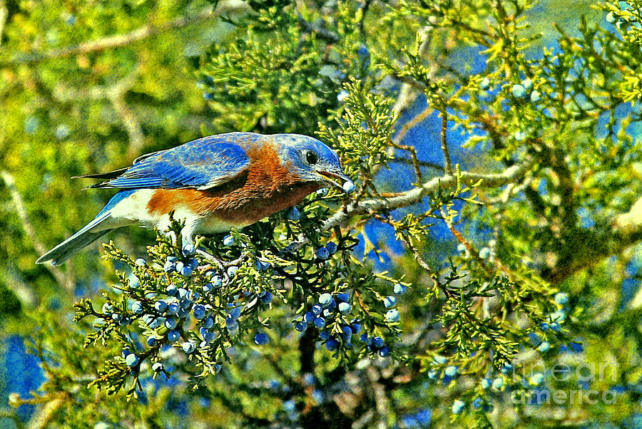 Blue Bird Berries Photograph by Elizabeth Winter