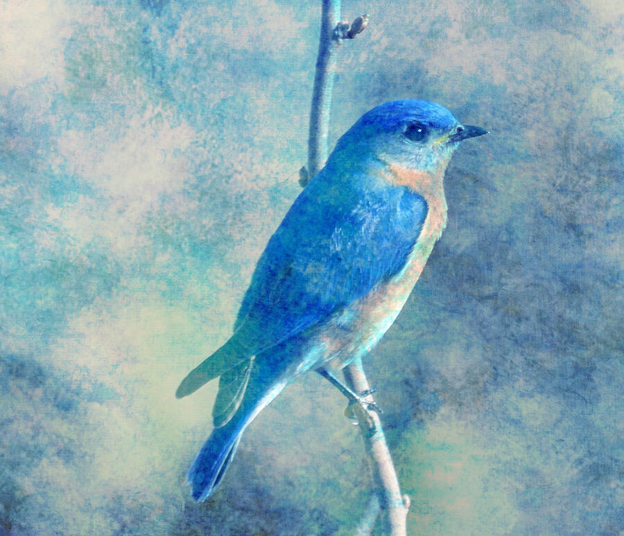 Blue Bird Blue Sky Digital Art by Femina Photo Art By Maggie