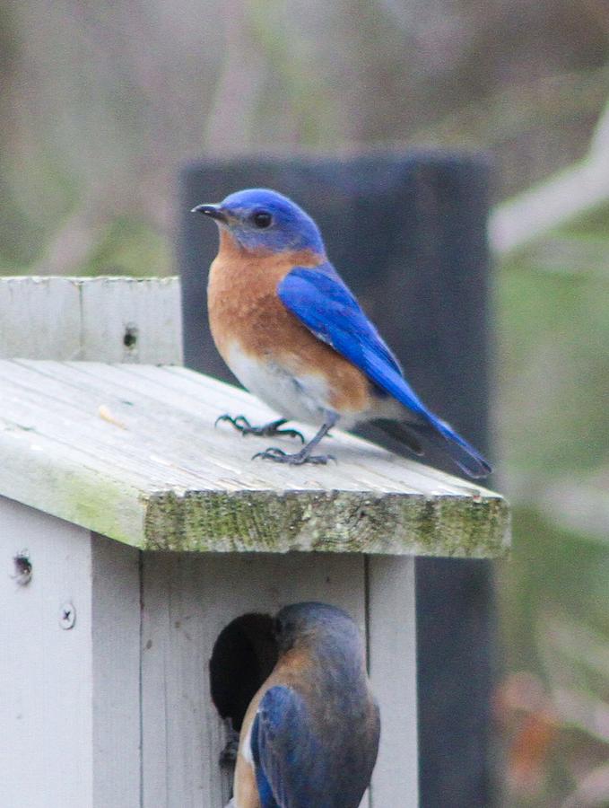 Blue Bird Photograph by Brad Fuller - Fine Art America