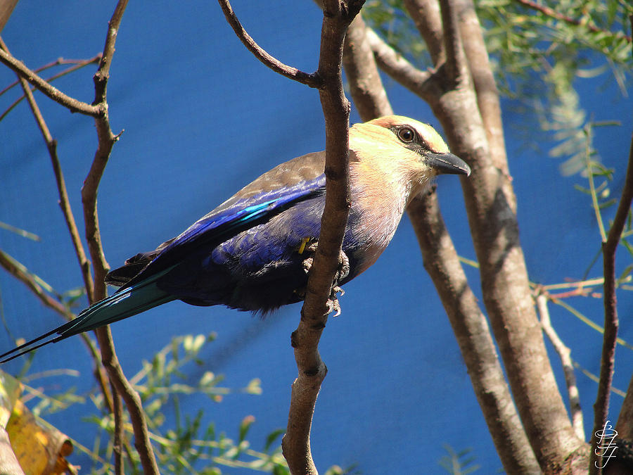 Tree Photograph - Blue Bird by Brooke Fuller