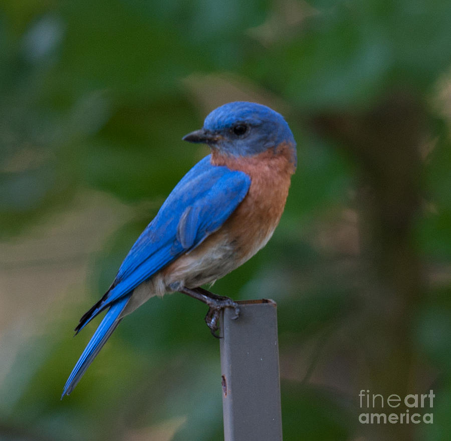 Blue Bird Photograph